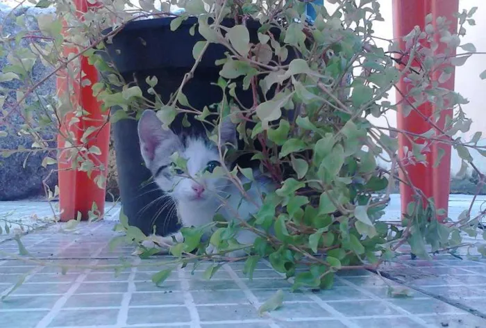 Gato raça Mestiça idade 2 a 6 meses nome 1, 2, 3