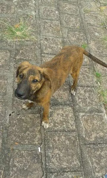 Cachorro ra a SRD idade 2 a 6 meses nome Tiger