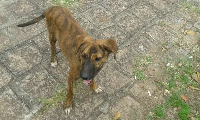 Cachorro ra a SRD idade 2 a 6 meses nome Tiger