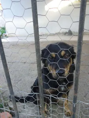 Cachorro raça SRD idade 7 a 11 meses nome Pimpao
