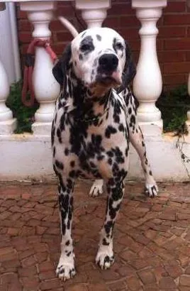 Cachorro ra a Dalmata  idade 5 anos nome Shake