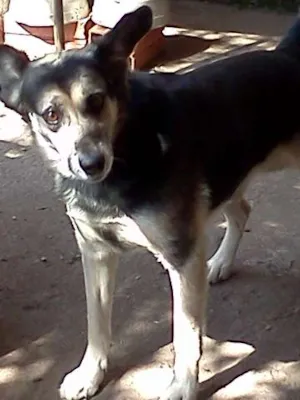 Cachorro raça SRD idade 2 anos nome SPYKE