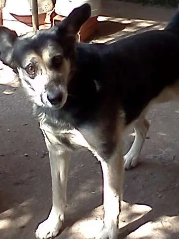 Cachorro ra a SRD idade 2 anos nome SPYKE