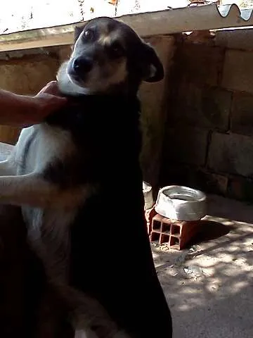 Cachorro ra a SRD idade 2 anos nome SPYKE