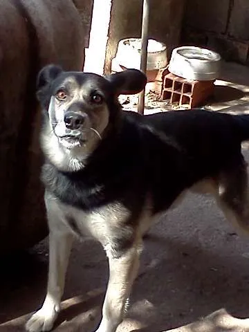 Cachorro ra a SRD idade 2 anos nome SPYKE