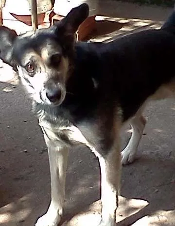 Cachorro ra a SRD idade 2 anos nome SPYKE