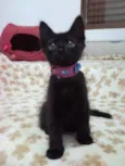 Mari