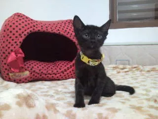 Gato ra a mestiça de persa idade 2 a 6 meses nome Mari