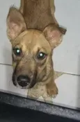 Mili