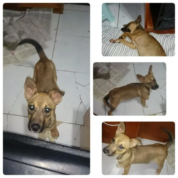 Cachorro ra a  idade 2 a 6 meses nome Mili