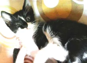 Gato raça indefinido idade 2 a 6 meses nome aranha