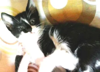 Gato raça indefinido idade 2 a 6 meses nome aranha