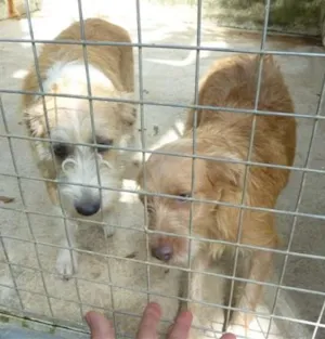 Cachorro raça SRD idade 1 ano nome Mel e Honey