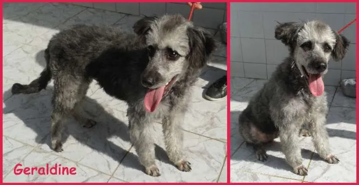Cachorro ra a Poodle/mestiça idade 2 anos nome Geraldine