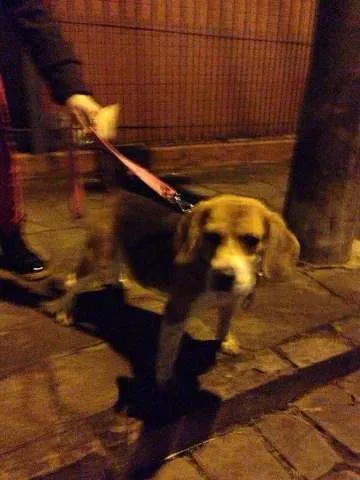 Cachorro ra a Beagle idade 1 ano nome Beagle Macho