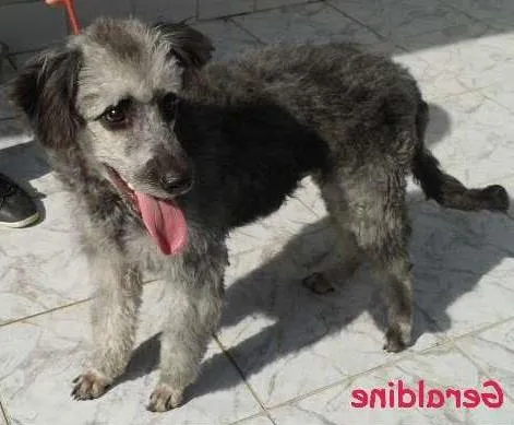 Cachorro ra a Poodle/mestiça idade 2 anos nome Geraldine