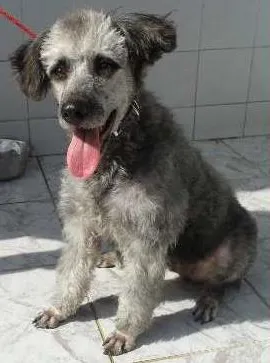 Cachorro ra a Poodle/mestiça idade 2 anos nome Geraldine