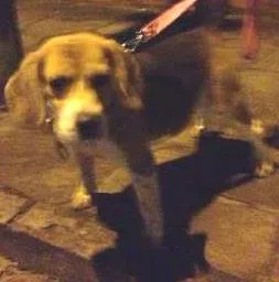 Cachorro raça Beagle idade 1 ano nome Beagle Macho