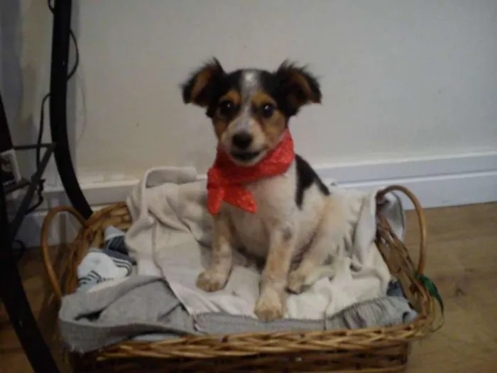 Cachorro ra a nao tem  idade Abaixo de 2 meses nome nao tem 