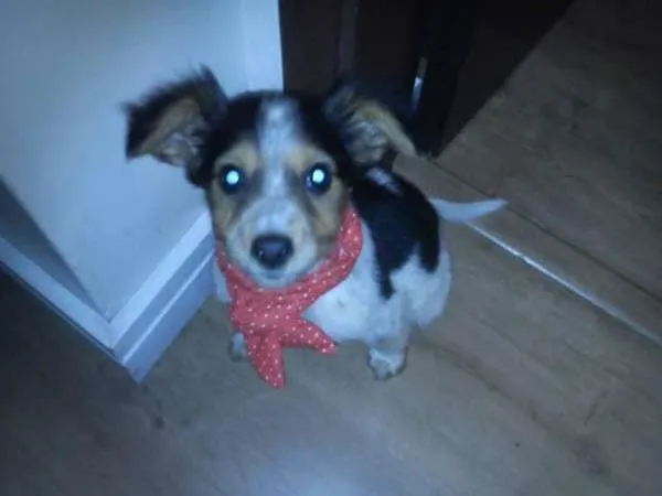Cachorro ra a nao tem  idade Abaixo de 2 meses nome nao tem 