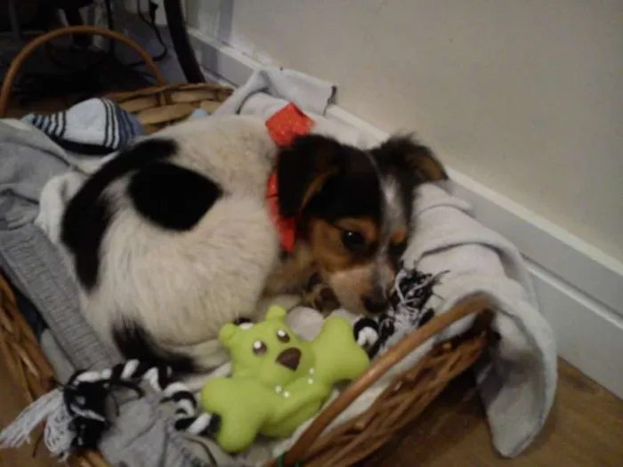 Cachorro ra a nao tem  idade Abaixo de 2 meses nome nao tem 