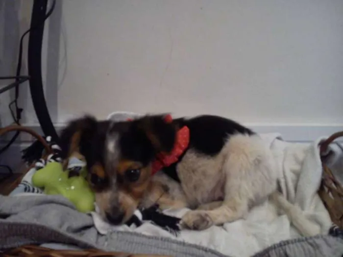 Cachorro ra a nao tem  idade Abaixo de 2 meses nome nao tem 