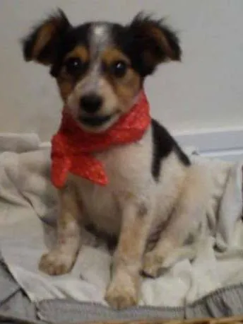 Cachorro ra a nao tem  idade Abaixo de 2 meses nome nao tem 