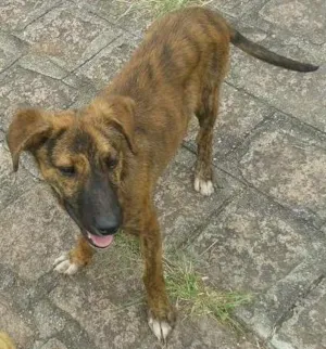 Cachorro raça SRD idade 2 a 6 meses nome Tiger