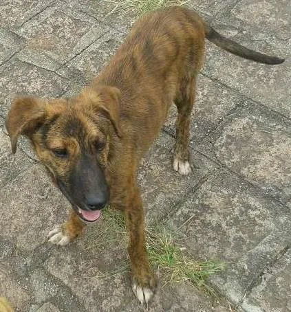 Cachorro ra a SRD idade 2 a 6 meses nome Tiger
