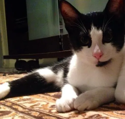 Gato ra a  idade 2 a 6 meses nome Theo