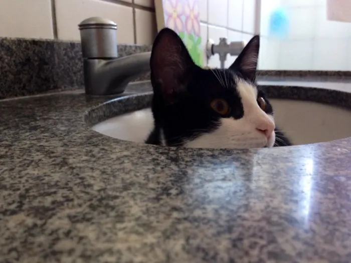 Gato ra a  idade 2 a 6 meses nome Theo