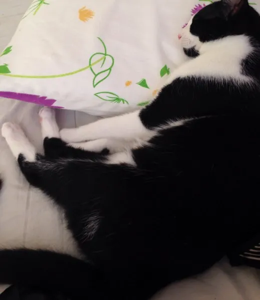 Gato ra a  idade 2 a 6 meses nome Theo