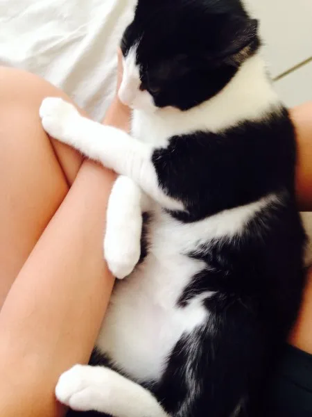 Gato ra a  idade 2 a 6 meses nome Theo