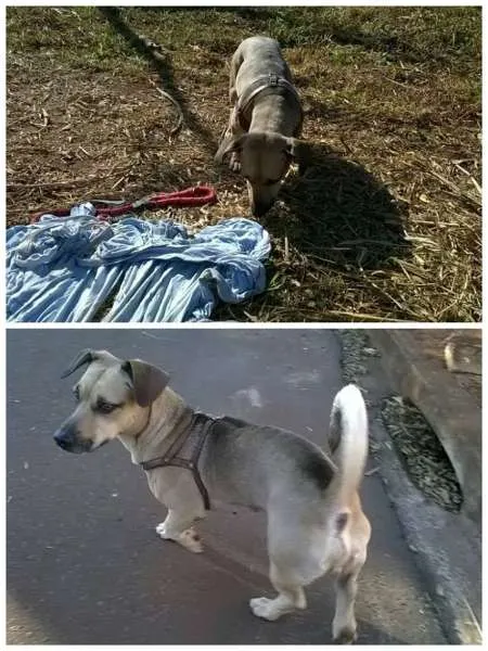Cachorro ra a SRD idade 3 anos nome FREDY