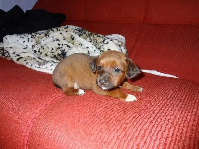 Cachorro ra a não definida idade Abaixo de 2 meses nome Pitchuqui