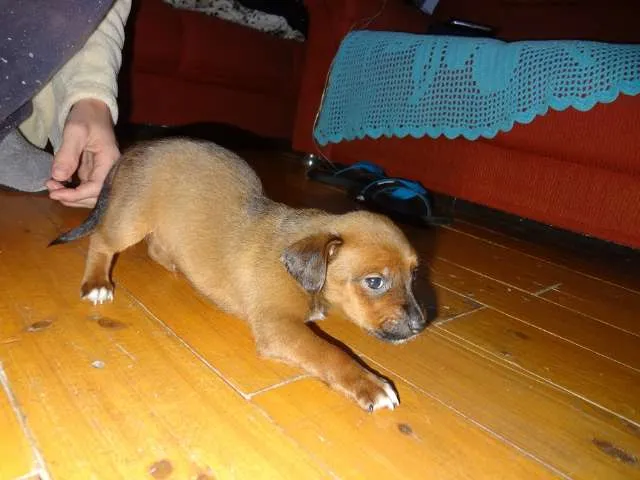 Cachorro ra a não definida idade Abaixo de 2 meses nome Pitchuquinha e pitc