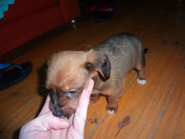 Cachorro ra a não definida idade Abaixo de 2 meses nome Pitchuquinha e pitc