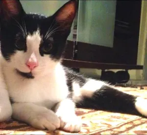 Gato raça  idade 2 a 6 meses nome Theo