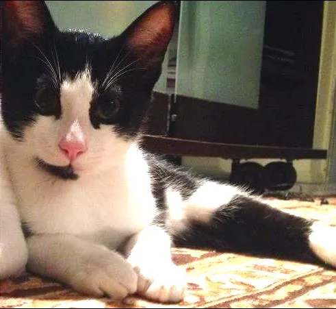 Gato ra a  idade 2 a 6 meses nome Theo