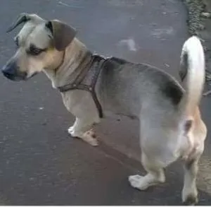 Cachorro raça SRD idade 3 anos nome FREDY