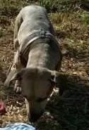 Cachorro ra a SRD idade 3 anos nome FREDY