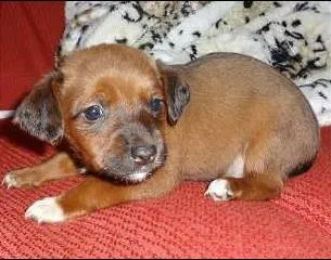 Cachorro ra a não definida idade Abaixo de 2 meses nome Pitchuqui