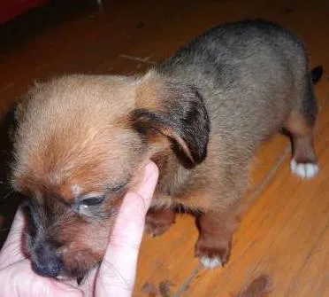 Cachorro ra a não definida idade Abaixo de 2 meses nome Pitchuquinha e pitc