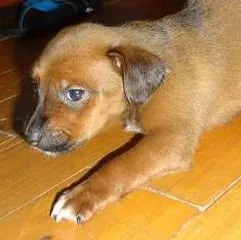 Cachorro raça não definida idade Abaixo de 2 meses nome Pitchuquinha e pitc