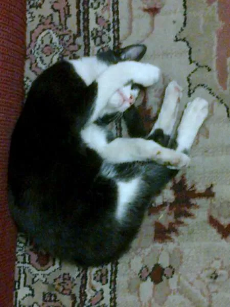 Gato ra a SRD idade 2 a 6 meses nome sem nome