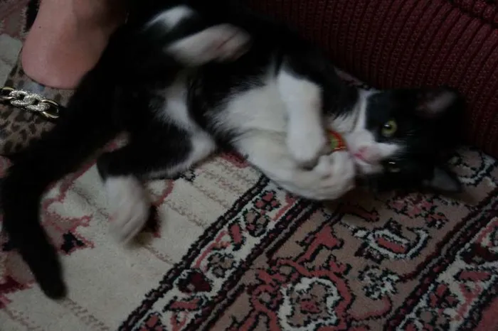 Gato ra a SRD idade 2 a 6 meses nome sem nome