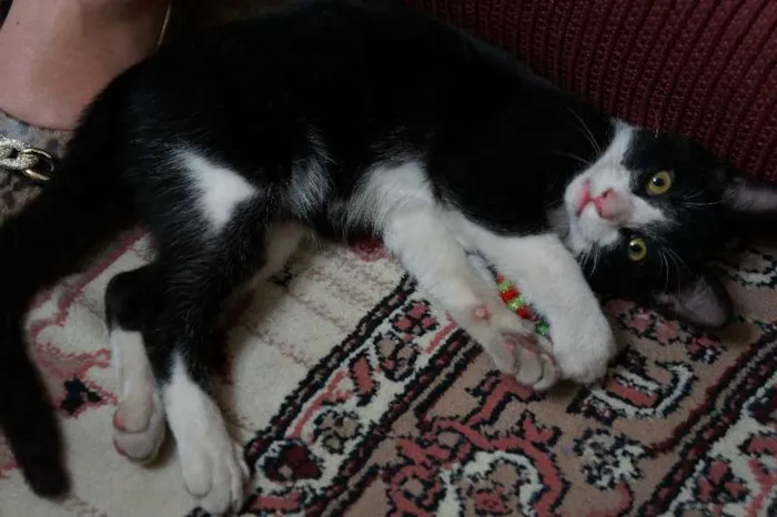 Gato ra a SRD idade 2 a 6 meses nome sem nome