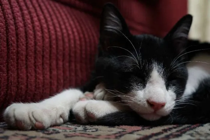 Gato ra a SRD idade 2 a 6 meses nome sem nome