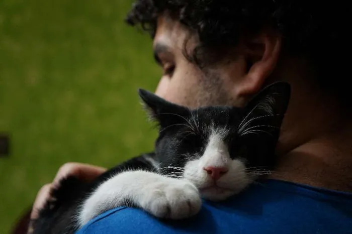 Gato ra a SRD idade 2 a 6 meses nome sem nome