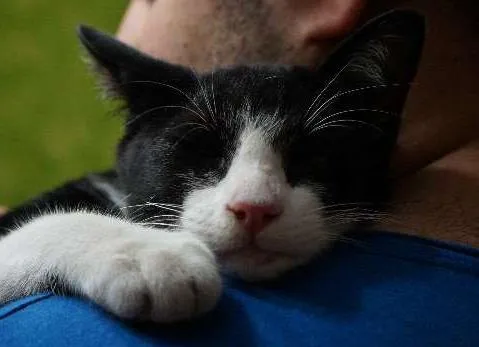 Gato ra a SRD idade 2 a 6 meses nome sem nome